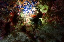 Night snorkelling tour