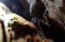 Night snorkelling tour