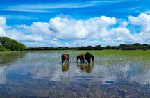 4-hour nature and wildlife guided tour in Sardinia