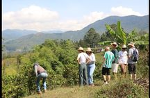 Traditional Colombian Coffee tour from Salento