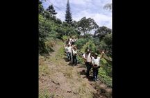 Traditional Colombian Coffee tour from Salento