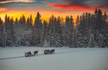 Evening horse-drawn sleigh ride with dinner in Trysil