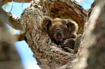 Gold Coast full-day adventure with wildlife spotting and lunch
