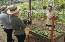 Coffee farm guided tour