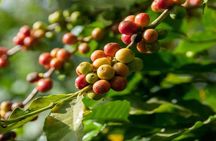 Coffee farm guided tour