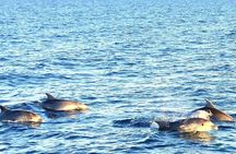 Sunset boat tour to Brijuni National Park with dinner and dolphin watching