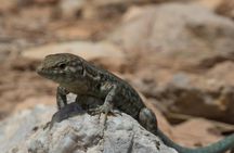 Boat trip from Sant Elm to Dragonera Island Natural Park