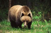 Maligne Valley wildlife and waterfalls tour with cruise