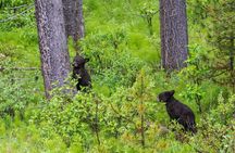 Maligne Valley wildlife and waterfalls tour with cruise