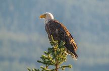 Maligne Valley wildlife and waterfalls tour with lakeside hike