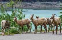 Maligne Valley wildlife and waterfalls tour with lakeside hike