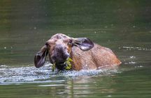 Maligne Valley wildlife and waterfalls tour with lakeside hike