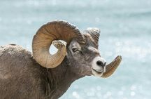 Wildlife search excursion in Jasper National Park