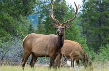 Wildlife search excursion in Jasper National Park