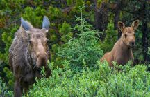 Wildlife search excursion in Jasper National Park
