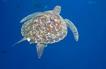 Premium snorkel trip to Similan Islands by power catamaran from Phuket