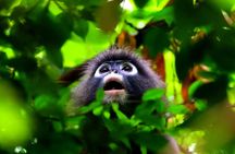 Private Day Trip to Khao Sok with Longtail Tour From Khao Lak