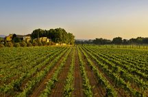Familia Torres Winery Tour: Gastronomic & Wine Experience