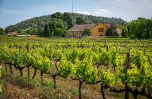 Familia Torres Winery Tour: Gastronomic & Wine Experience