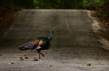 Guided birdwatching experience in Cobá ancient Maya city with brunch