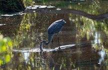 Guided birdwatching experience in Cobá ancient Maya city with brunch