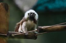 Akumal Monkey Sanctuary guided tour