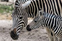 Akumal Monkey Sanctuary guided tour