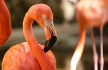 Akumal Monkey Sanctuary guided tour