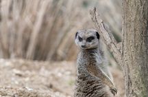 Safari experience from Sousse or Hammamet to Friguia Park
