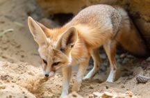 Safari experience from Sousse or Hammamet to Friguia Park