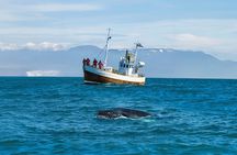Húsavík whale watching tour in Skjálfandi Bay