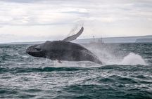 Húsavík whale watching tour in Skjálfandi Bay