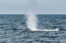 Húsavík whale watching tour in Skjálfandi Bay