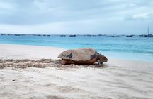 Turtle watching and family treasure hunt