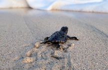 Turtle watching and family treasure hunt