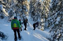 Soft snowshoe hike in the snowy landscape with local guide