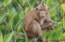 Island adventure tour from Phuket with snorkelling stop