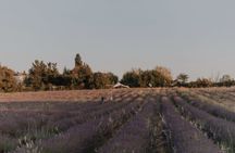 Snacking experience in lavender fields in Aix-en-Provence