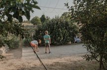 Snacking experience in lavender fields in Aix-en-Provence