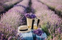 Lavender field self-guided tour with bottle of Champagne