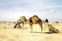 2-day desert tour from Tunis, Sousse or Hammamet