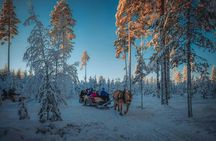 Evening horse-drawn sleigh ride with dinner in Trysil