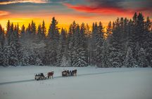 Winter horse-drawn sleigh ride with hot beverage in Trysil
