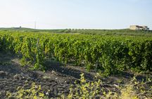 Wine and extra virgin olive oil tasting in the Agrigento countryside