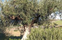 Wine and extra virgin olive oil tasting in the Agrigento countryside