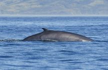 Tarifa 3-hour whale watching tour and orcas search