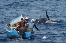 Tarifa 3-hour whale watching tour and orcas search