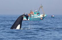 Tarifa 3-hour whale watching tour and orcas search
