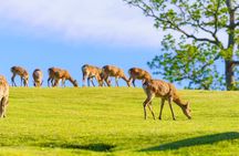 Guided day tour from Osaka to Nara Park, Arashiyama and Fushimi Inari