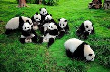 Panda Base and city highlights private day tour in Chengdu